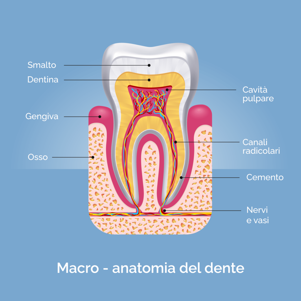 Endodonzia, anatomia del dente