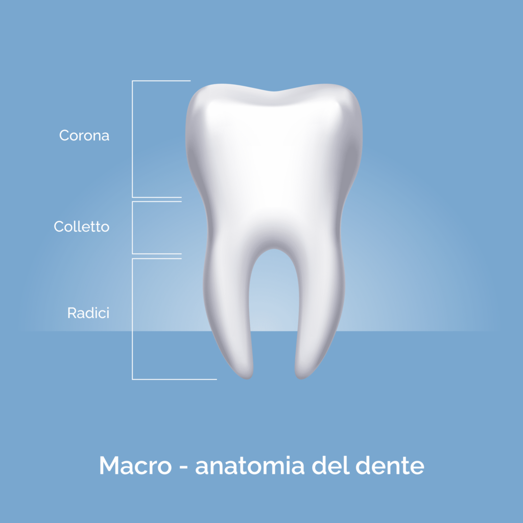 Endodonzia, anatomia del dente